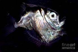 Deep Sea Hatchetfish By Dante Fenolio In 2021 Deep Sea Deep Sea Fish Ocean Creatures