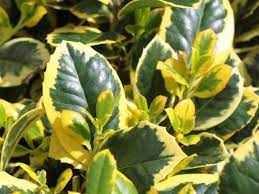 Allgemeiner nährstoffmangel oder mangel an eisen. Grossblattrige Stechpalme Golden King Ilex Altaclerensis Golden King Baumschule Horstmann