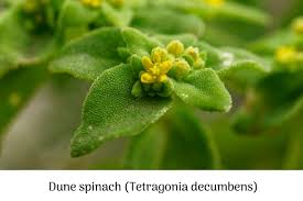 Image result for Phylohydrax