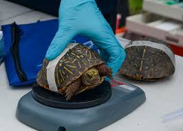 Drawing using a screen (cardboard). These Turtle Dogs Are Helping To Save A Threatened Species From Extinction Euronews