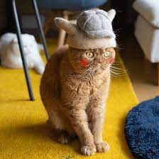 Cats Wear Hats Made From Their Own Fur Tiny Cats Cats Cat Hat