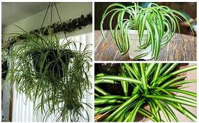 Share your home depot, lowe's, and general floor finds here! Tips On How To Prune Your Spider Plant Garden Lovers Club