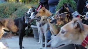 The greyhounds as pets (gap) program is the greyhound racing nsw adoption initiative. Greyhounds Qld Heartwarming Moment Best Boy Helped Owners Down The Aisle The Courier Mail