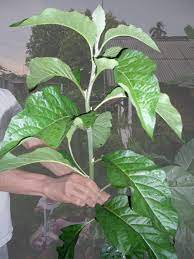 Check spelling or type a new query. 18 Manfaat Daun Afrika Untuk Diabetes Kesehatan Manfaat Co Id