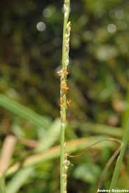 Image result for Setaria geminata