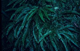 Image result for Adiantum hispidulum