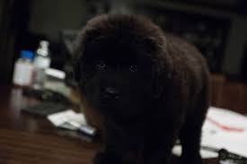 Our puppies for sale have had the best of beginnings, many in indiana. Newfoundland Puppy For Sale In Terre Haute In Adn 24740 On Puppyfinder Com Gender Female Age 7 Weeks Old Puppies For Sale Newfoundland Puppies Puppies