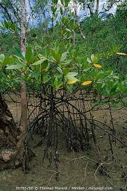 Image result for Rhizophoraceae