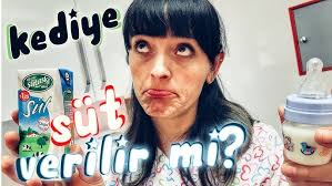 Ciko Ayran Iciyor Kedi Ayran Icer Mi Demeyin Icer Youtube