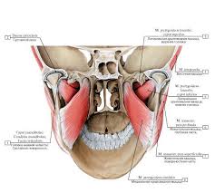 vmede org sait page 4 id anatomija bili4 t1 menu anatomija bili4 t1 myshechnaya sistema myshcy anatomiya