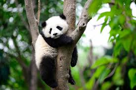 Image result for pandas