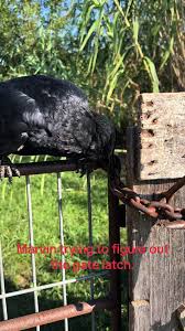 #fyp #crow #crowfriend #animals #farmlife #amazinganimals