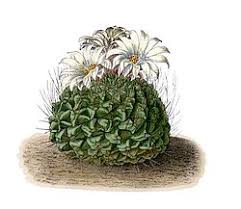 Image result for Strombosiopsis