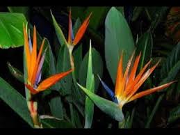 Bird Of Paradise Flower Meaning In Hindi 988 How To Grow N Care Bird Of Paradise Crane Flower Stelitzia Hindi Urdu Youtube