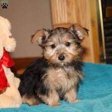 The silky terrier is known for their long, silky coat, which is beautiful but requires some maintenance. Reba Silky Terrier Puppy For Sale In Delaware