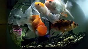 Dengan bentuk yang agak bulat atau bundar, memiliki bentuk yang lebar, dan ekor memanjang. Ikan Koki Aquarium Bulat Simple Design Youtube