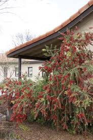 Image result for Callistemon