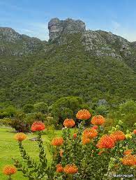 Pincushion Protea Leucospermum Flowers Beautiful Nature Amazing Gardens South Africa