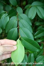 Image result for Syzygium niassense