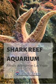 What To Expect At Shark Reef Aquarium In Las Vegas Tips For Family Trips Las Vegas Tips Las Vegas Trip Las Vegas Rv Resort