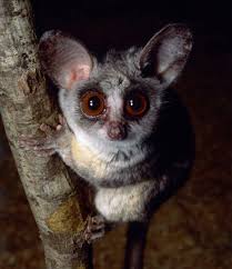 We did not find results for: 10 Cute Animals With Big Ears Cute Animals Cute Animal Pictures Animals
