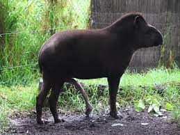 The Tapirs have really huge and powerful penises - LuxureTV