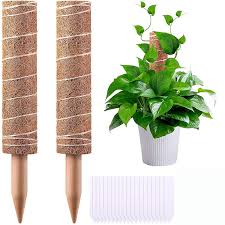 Maybe you would like to learn more about one of these? Coconut Fiber Stick Plants Supports Extension Climbing Plant Climbing Moss Pole Plant Growing Support Kit Coco Palm Sticks Buy Coconut Fiber Stick Plants Supports Extension Climbing Plant Climbing Moss Pole Plant
