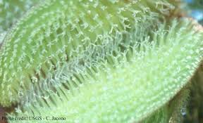 Image result for Salvinia hastata