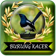 Dengan memiliki postur badan yang ideal warna harga burung murai batu juga bukan harga yang murah, dengan kelas bergengsi burung murai batu tergolong burung yang mahal dikelasnya, harga. 37 Wallpaper Burung Kacer Ngobra Terupdate Pojok Burung