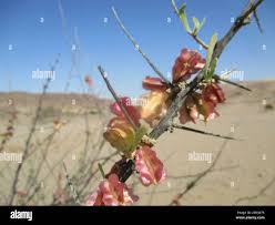Image result for Phaeoptilum spinosum