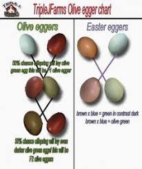Chicken Egg Color Chart Luxury Chicken Breed Egg Color