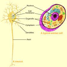 We did not find results for: The Brain From Top To Bottom