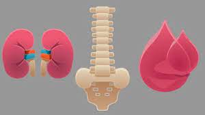 Signs and symptoms of multiple myeloma can vary and, early in the disease, there may be none. The Symptoms Of Multiple Myeloma Everyday Health