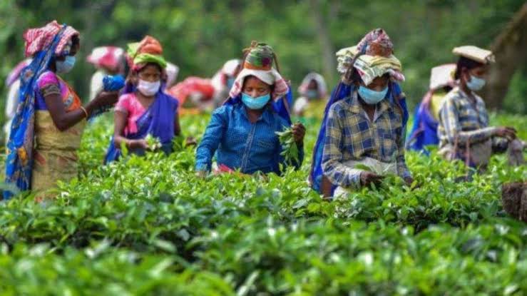 WB: Closure of 13 Tea Estates in the Hills and Dooars Region Troubles Tea  Workers Ahead of Durga Puja | NewsClick