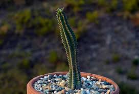 Image result for Euphorbia mossambicensis