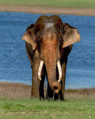 Elephant Bull