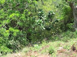 Image result for Ficus bubu