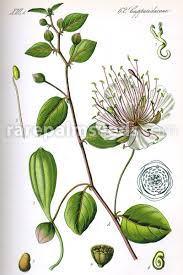 Image result for Capparis fascicularis