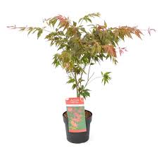 Orange dream is a japanese maple cultivar rare to the nursery trade and of unique form and color. Japanese Maple Beni Hagoromo 19 Cm Pot Bird Feather Maple Dwarf Garden Plant Container Or Pot Broadway Road Nurseries