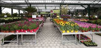 Tablar Jardineries Agencement Dedie Aux Plantes Groupe Lindera Tanaman