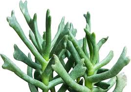 Image result for Hypericophyllum elatum