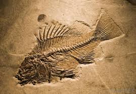 What Is The Fossil Record With Pictures Fish Fossil Fossil Paleontology