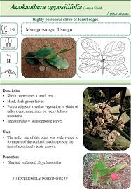 Image result for Lepidotrichilia volkensii