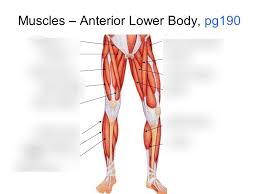 O cardiac striated muscle (regular array of actin and myosin in the sarcomeres) each muscle has a single, centered nucleus cells are connected by intercalated discs. Muscles Anterior Full Body Diagram Human Muscle System Functions Diagram Facts Britannica Anterior Muscles Diagram Picture Category Doyle Bianco