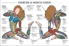 Women with big muscles who are so much stronger than you. Diagram Lower Ab Muscle Diagram Full Version Hd Quality Muscle Diagram Ritualdiagrams Umncv It