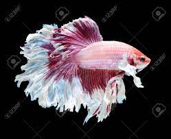Individual betta (fighting fish) lots will be posted in this section for purchase to enable quick & easy selection of your dream fish. Betta Fish Siamese Fighting Fish Betta Splendens Dumbo Halfmoon Stock Photo Picture And Royalty Free Image Image 61211591