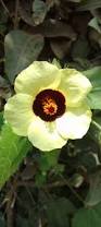 Image result for Hibiscus vitifolius
