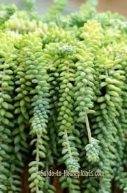 Hang your donkey's tail plant in a very. Donkey S Tail Burro S Tail Sedum Morganianum Succulent Care Tips