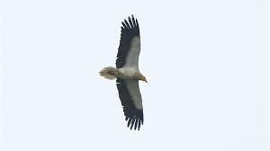 The egyptian vulture ( neophron percnopterus ), also called the white scavenger vulture or pharaoh's chicken , is a small old world vulture and the only member of the genus neophron. 8obh2wr2vmmgsm
