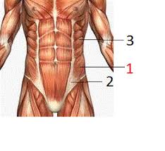 Learn how anatomical words are used to name muscles according to any of several characteristics. Muscles Of The Trunk Proprofs Quiz